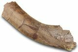 Fossil Hadrosaur (Edmontosaurus) Partial Scapula - Wyoming #265579-1